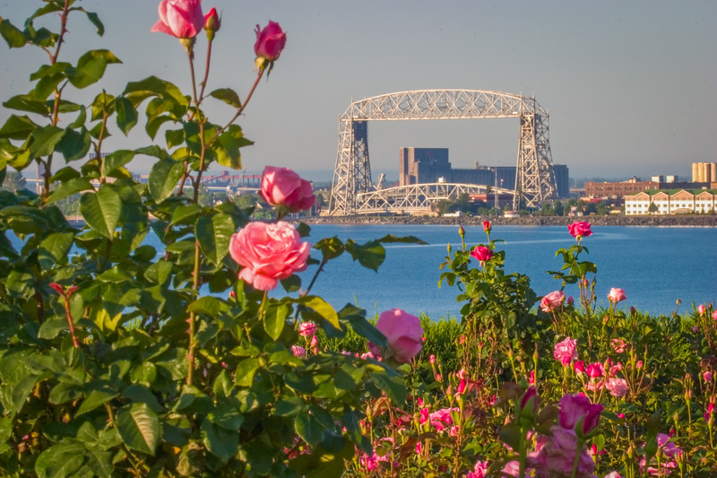 Roses adorning the Rose Garden with Aerial Lift Bridge in the background.