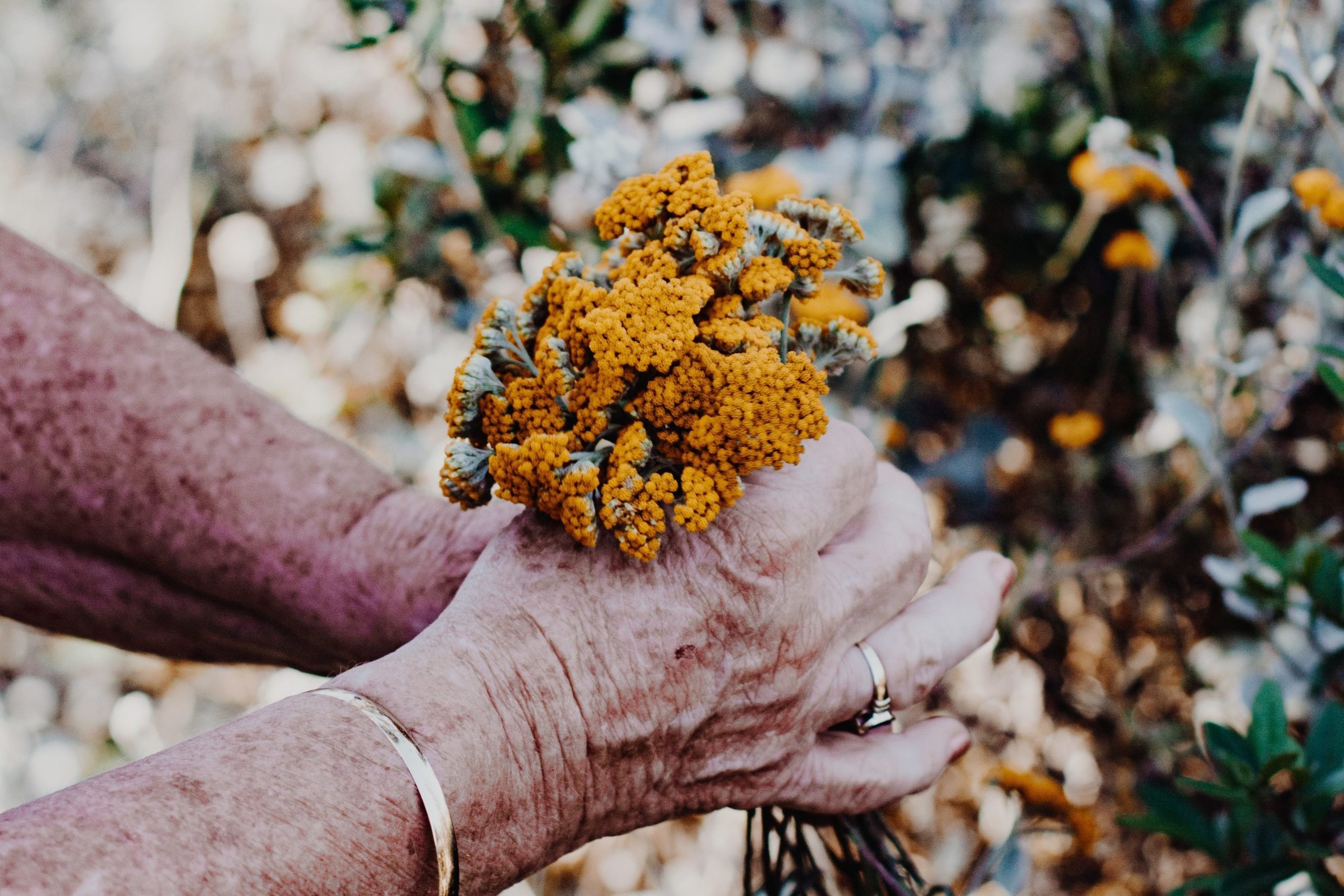 Woman holding a bunch of wild flowers. Her hands are wrinkled and old. She has a wedding ring and a gold bracelet on her wrist.